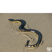 زیرخانواده مارهای دریایی Sea snakes